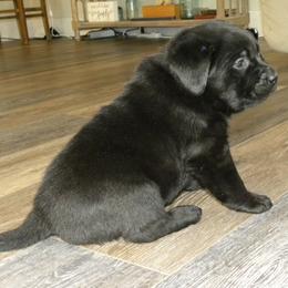 Labrador Retriever Puppies from Freedom Labradors