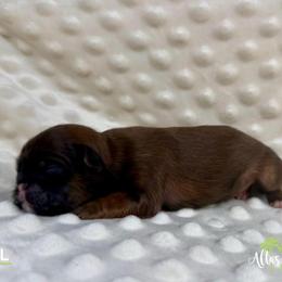 Itzel - Red female Shih Tzu puppy in Alice, Texas from Altas Palmas Shih Tzu