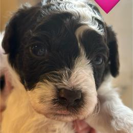 Crystal - Parti female Poodle puppy in Mineral Wells, Texas from S.H.A.R.P.’s Toy Poodles