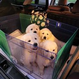 Golden Retriever Puppies from Smokey Mountain English Goldens