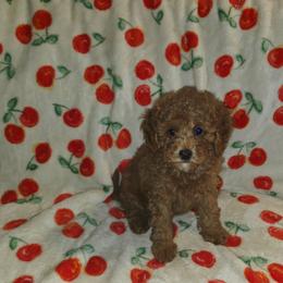 Dixie - Red female Cavapoo puppy in Copan, Oklahoma from Lebel Cavapoos