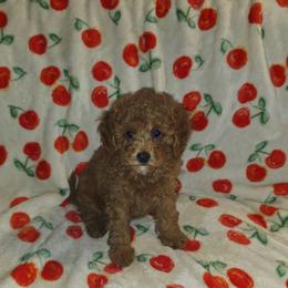 Dixie - Red female Cavapoo puppy in Copan, Oklahoma from Lebel Cavapoos
