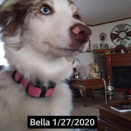 Australian Shepherd All Grown Up from BJ's Aussie