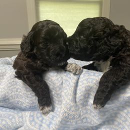 Portuguese Water Dog Puppies from Infiniti