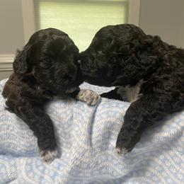 Portuguese Water Dog Puppies from Infiniti