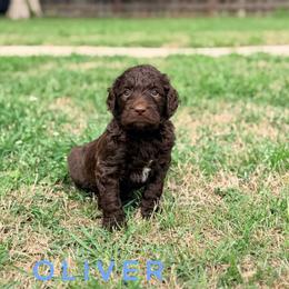 Oliver - Chocolate male Goldendoodle puppy in Dallas County, Texas from Dream A Little Doodle