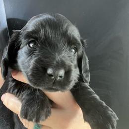 Keiko - Black female Dachshund puppy in Bigfork, Minnesota from Dachshunds Up North