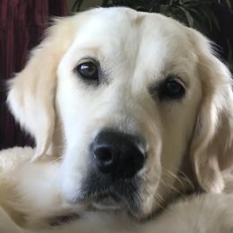 Golden Retrievers from Tipsy Tails Ranch