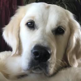 Golden Retrievers from Tipsy Tails Ranch