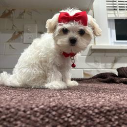Atlas - Cream male Maltipoo puppy in Delran, New Jersey from HMH’s Maltipoos & Cavaliers