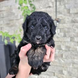 Yukon - Phantom male Bernedoodle puppy in Marshall, Michigan from Whispering Aspen Homestead