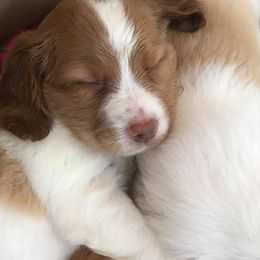Brittany Puppies from Tail'Z End Kennels