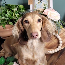 Ripley - Dachshund