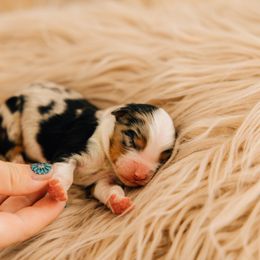 Ham - Blue merle female Miniature Australian Shepherd puppy in Enoch, Utah from Twisted H Aussies