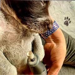 Berger Picard and German Wirehaired Pointer Puppies from Double D Picards and GWPs