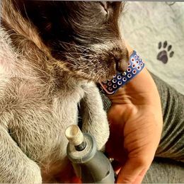 Berger Picard and German Wirehaired Pointer Puppies from Double D Picards and GWPs