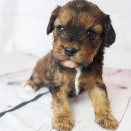 Cavapoo Puppies from Panda Puppies