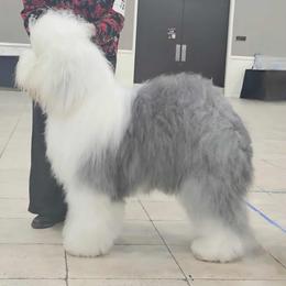 Murphy - Old English Sheepdog