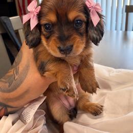 Shania Twain - Red female Dachshund puppy in San Tan Valley, Arizona from Short Stack Miniature Dachshunds