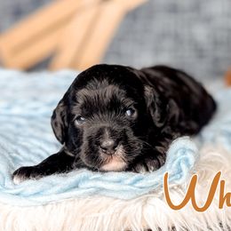Whisper - Black and chalk male Australian Labradoodle puppy in Decatur, Alabama from Southern Meadows Doodles