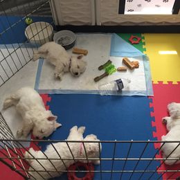 West Highland White Terrier Puppies from Sand Dollar Westies of Delaware