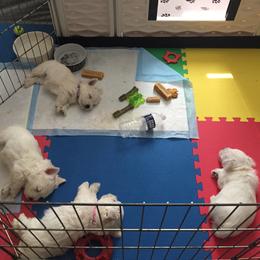 West Highland White Terrier Puppies from Sand Dollar Westies of Delaware