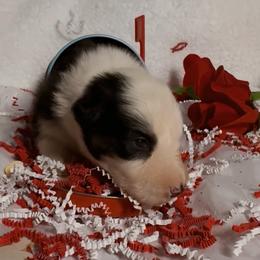 Hershey - Black tri-color female Australian Shepherd puppy in Chaplin, Connecticut from Mystic Moon