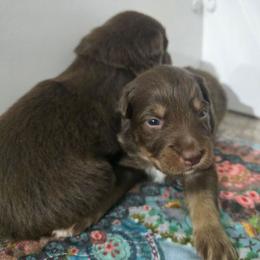 Grey collar boy - Red tri-color male Australian Shepherd puppy in Rainsville, Alabama from Chaparro Farm