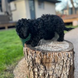 Mike Ross - Black Maltipoo puppy in Weatherford, Texas from Aprishew Maltipoo