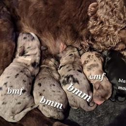 Cockapoo puppies from Robbin's Treasures