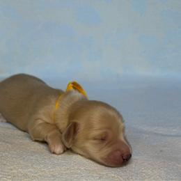 Liam - Cream male Dachshund puppy in Janesville, California from Elysian Creek Doxies