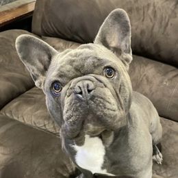 Tito - French Bulldog