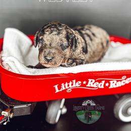 Westley - Merle male Goldendoodle puppy in Ocoee, Tennessee from Liberty Creek Farms