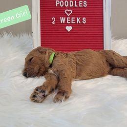 Poodle Puppies from Dannebrog Poodles