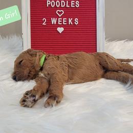 Poodle Puppies from Dannebrog Poodles