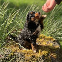 Phlox (Aussie Bernedoodle) - Tri-color male Bernedoodle puppy in Oregon from Blue Skye Doodles