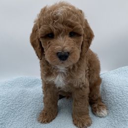 Duke - Red  male Goldendoodle puppy in Kansas City, Kansas from Bella & Ivy’s Mini Goldendoodles of KC