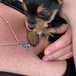 Yorkshire Terrier Puppies from Missy Lu Lap Puppies