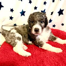 Jacqueline - female Golden Mountain Doodle puppy in Victoria, Texas from Deidre's Doodles