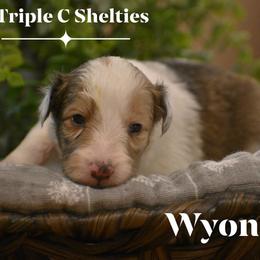Wyonna- Silver collar - Sable merle and white female Shetland Sheepdog puppy in Gladbrook, Iowa from T Triple C Shelties