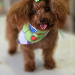 Gnocchi 4  lbs - Red male Maltipoo puppy in San Diego, California from Maltipoos SD
