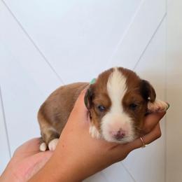 Margarita - Red merle female Aussiedoodle puppy in Lithia, Florida from Waterford Doodle Farm