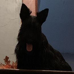 Ravi - Scottish Terrier