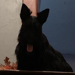Ravi - Scottish Terrier