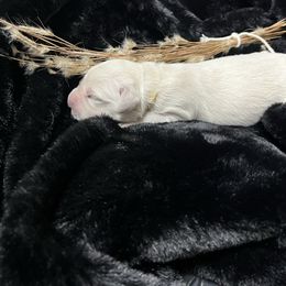 Freya - Light golden female Golden Retriever puppy in Adair, Oklahoma from Rejoice Retrievers