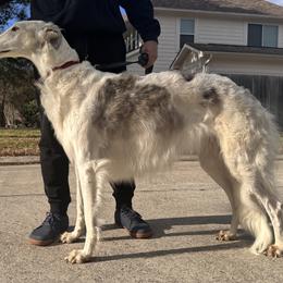Zlata - Borzoi