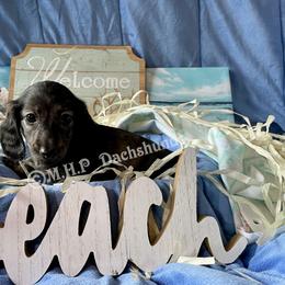 Dachshund Puppies from M.H.P Dachshunds