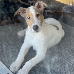Collie Puppies from Lakeside Collies