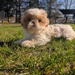 Dutton - Liver and white male Shih Tzu puppy in West Pawlet, Vermont from Morgan's Shih Tzus