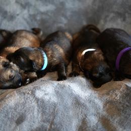 German Shepherd Puppies from Yosemite Shepherds